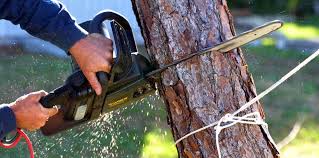 Best Stump Grinding and Removal  in West Liberty, KY