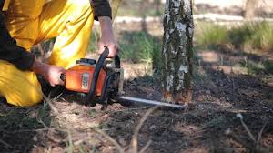 Best Emergency Tree Removal  in West Liberty, KY