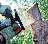 Professional Tree Services in West Liberty, KY