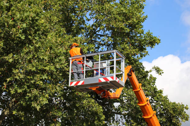 Best Tree Preservation Services  in West Liberty, KY