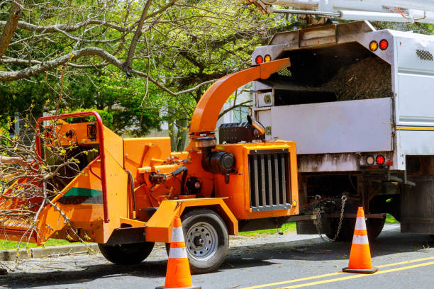 Best Tree and Shrub Care  in West Liberty, KY