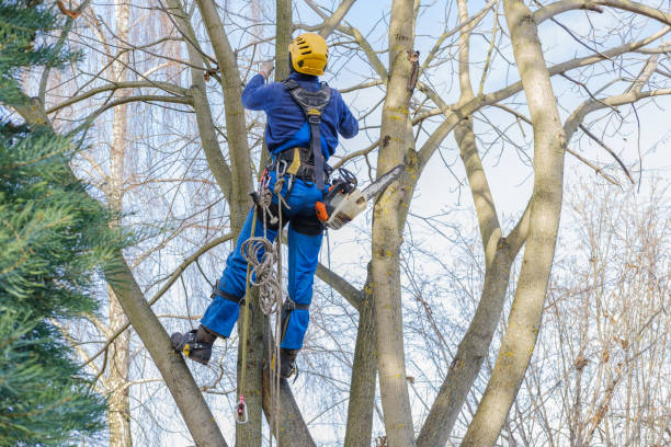 Best Pest Control for Lawns  in West Liberty, KY